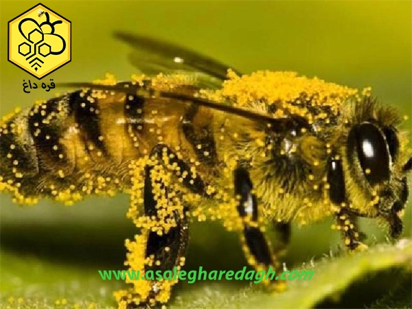  گرده گل بهاره