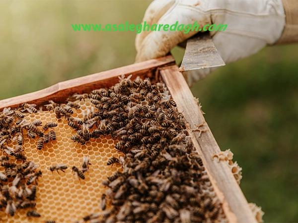 خرید مکمل و تقویتی