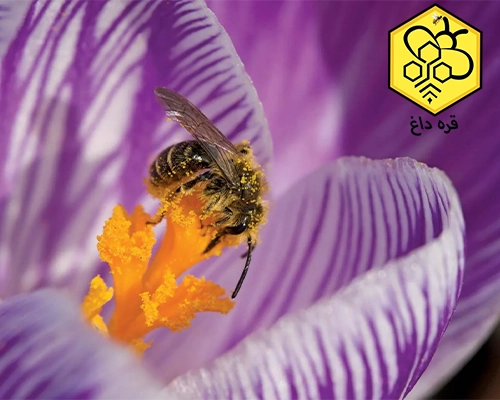 فروش گرده گل خشک