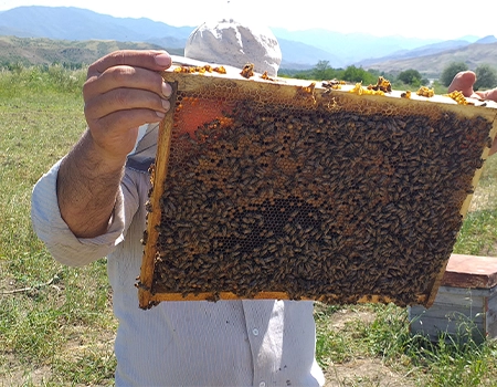 قیمت تقویتی زنبورعسل