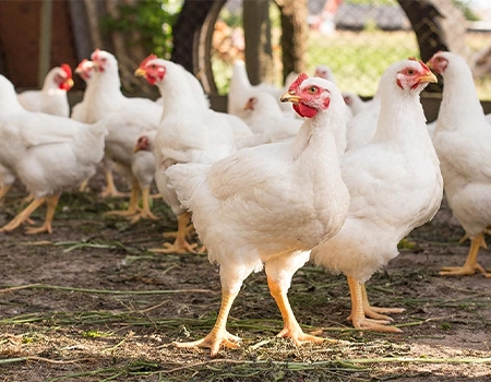 تقویتی مرغ گوشتی