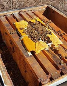 مکمل غذایی برای زنبورعسل