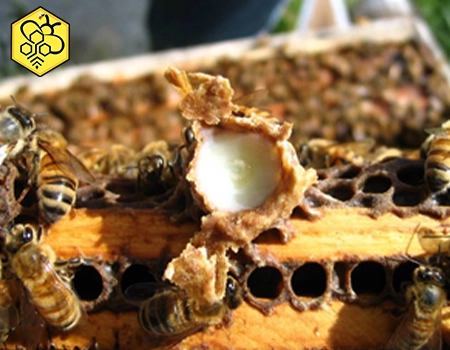 ژل رویال royal jelly