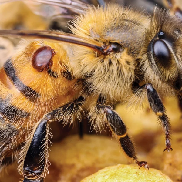 کنهکش زنبور بدون آسیب