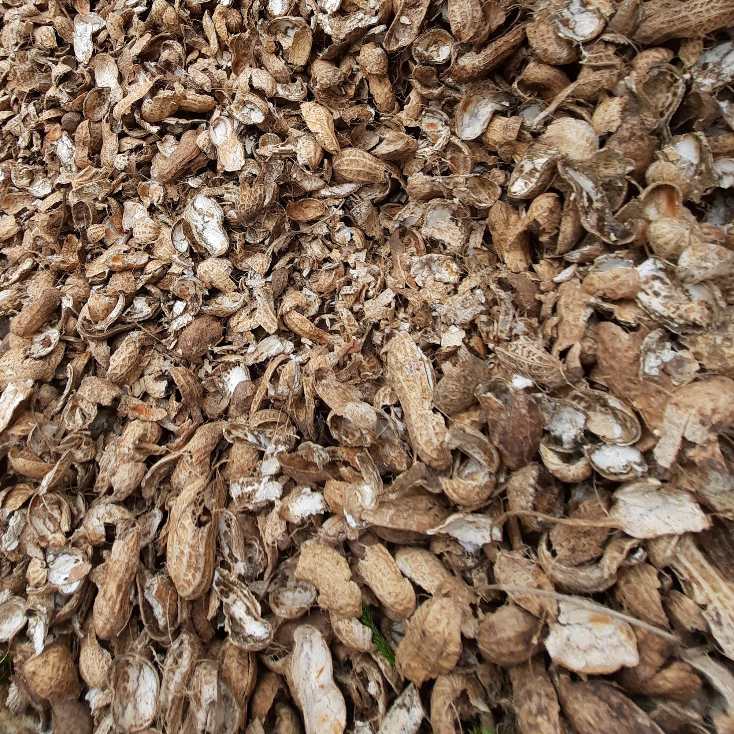 پوست بادام زمینی